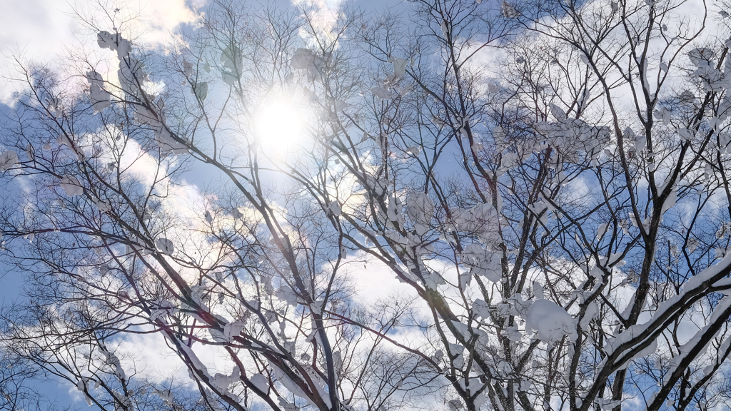 冬の木漏れ日ダダ漏れ