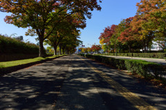 秋の散歩道（1 ）