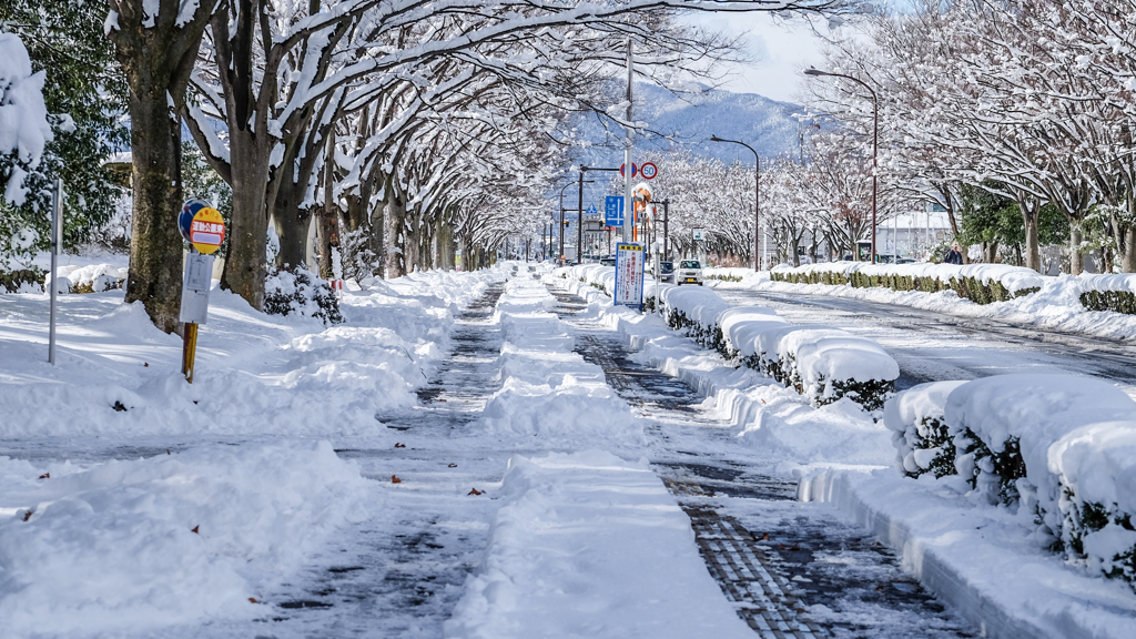 雪の散歩道