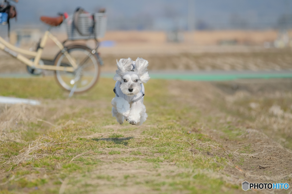 春一番テオくんフライ