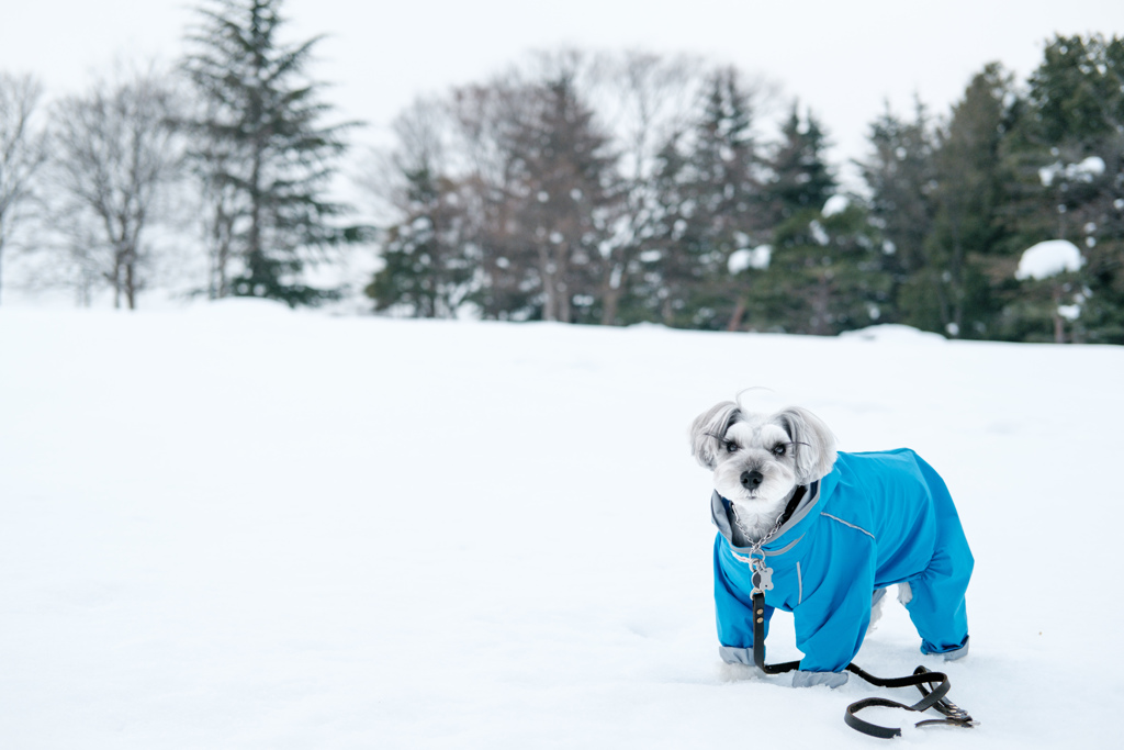 雪の中