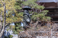 サンシュユと親鸞像