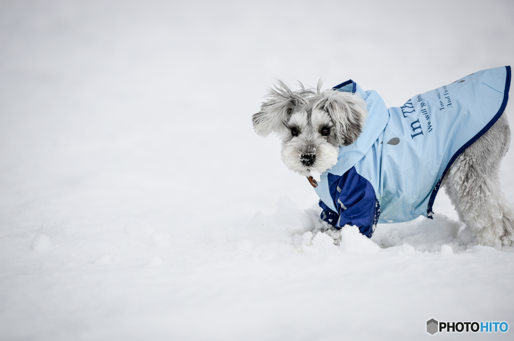 Snow-Dog②