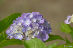 公園の紫陽花