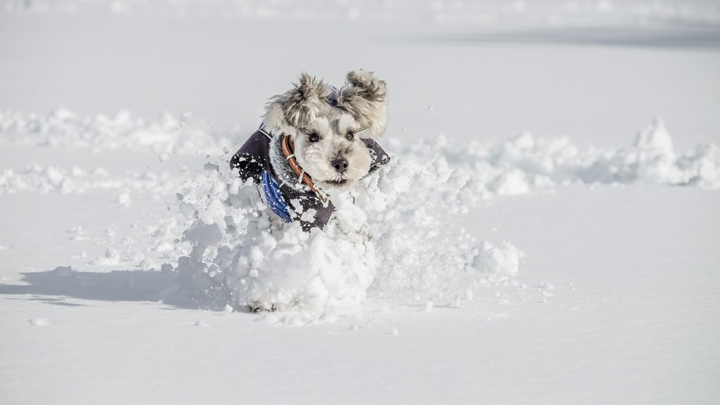 雪上激走激写⑥