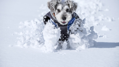 雪上激走激写①