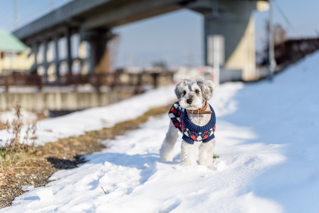 雪のお散歩