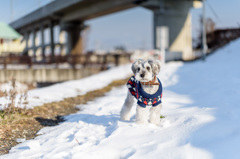 雪のお散歩