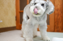 マカロニきなこ