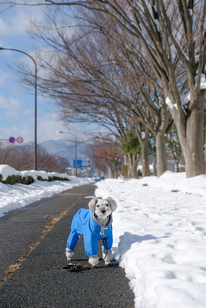 雪の散歩道