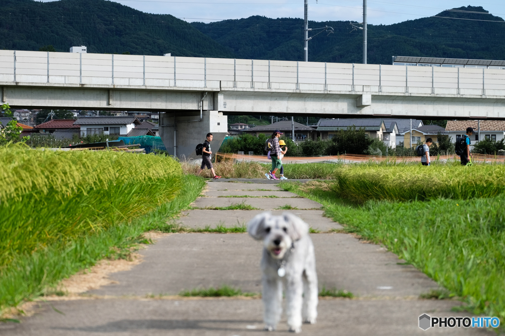 ボカさないでください