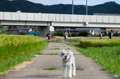 ボカさないでください