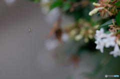 クモとアベリア