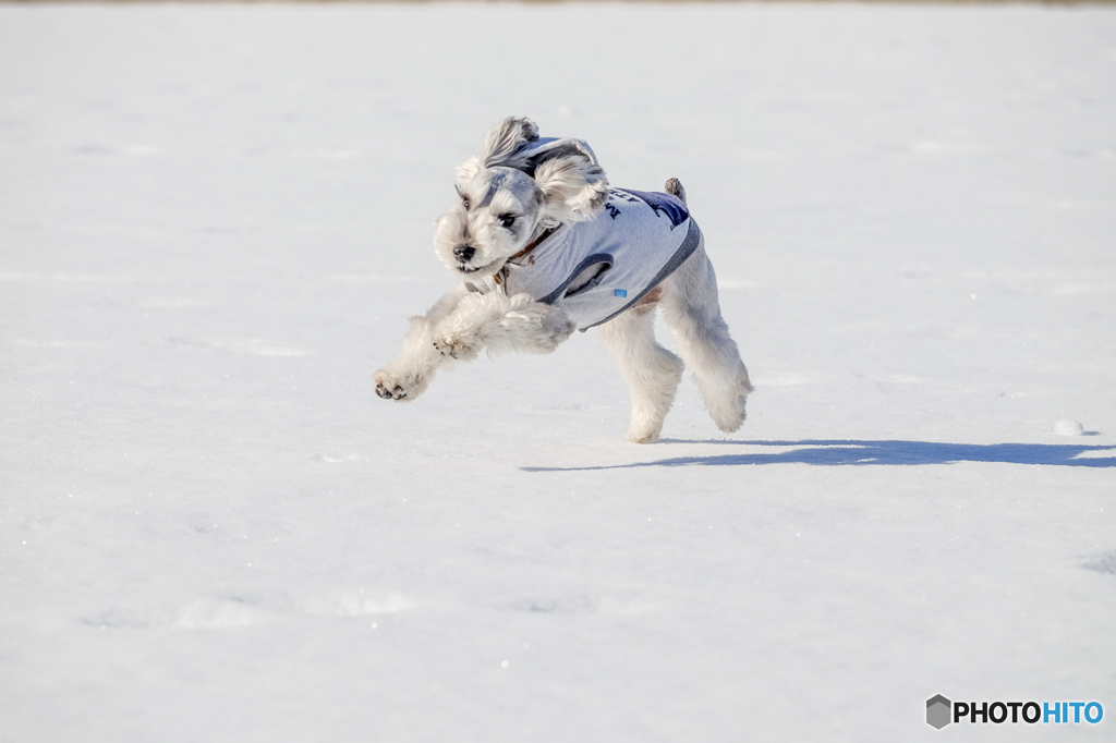 Dance in the snow①