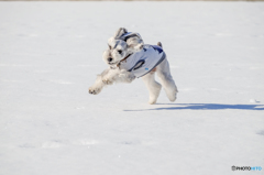 Dance in the snow①