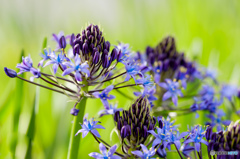 シラー Gyroscope on the flower bed