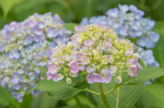 三室戸寺の紫陽花