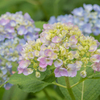 三室戸寺の紫陽花