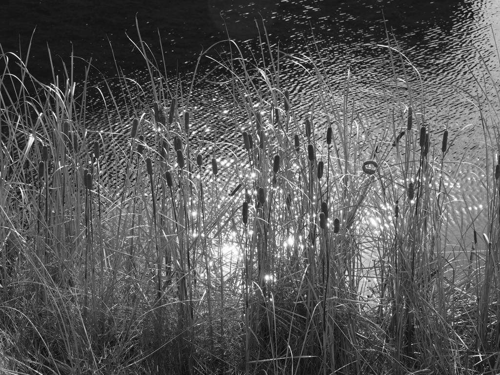 BW - 川辺