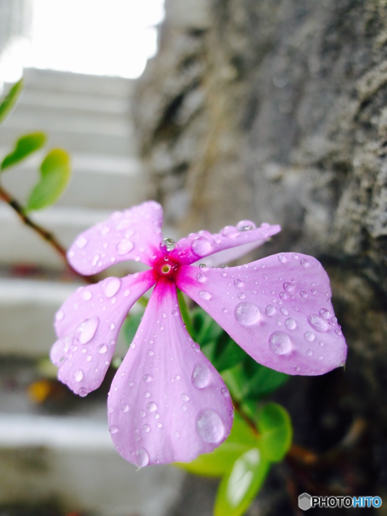 Lovely Rain