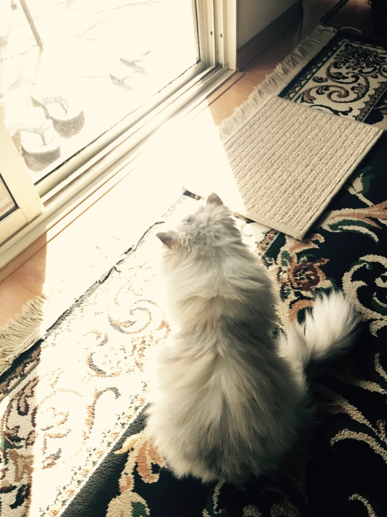 陽射し