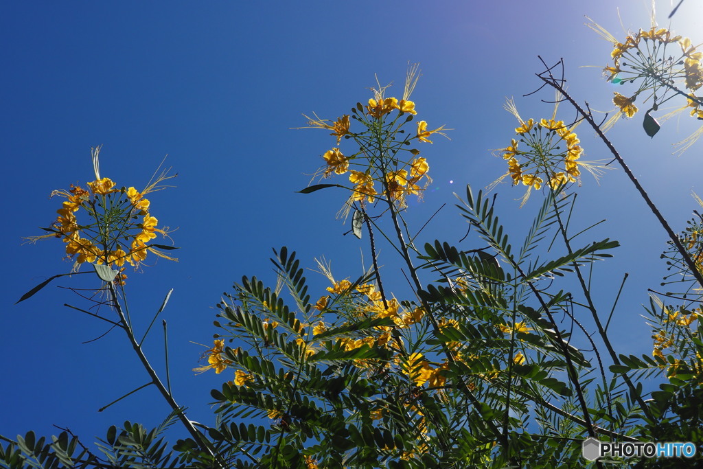 with Blue Sky