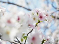 桜色