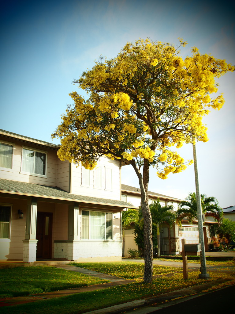 Outstanding Yellow