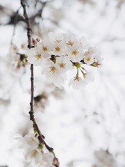 春再び