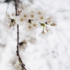 春再び