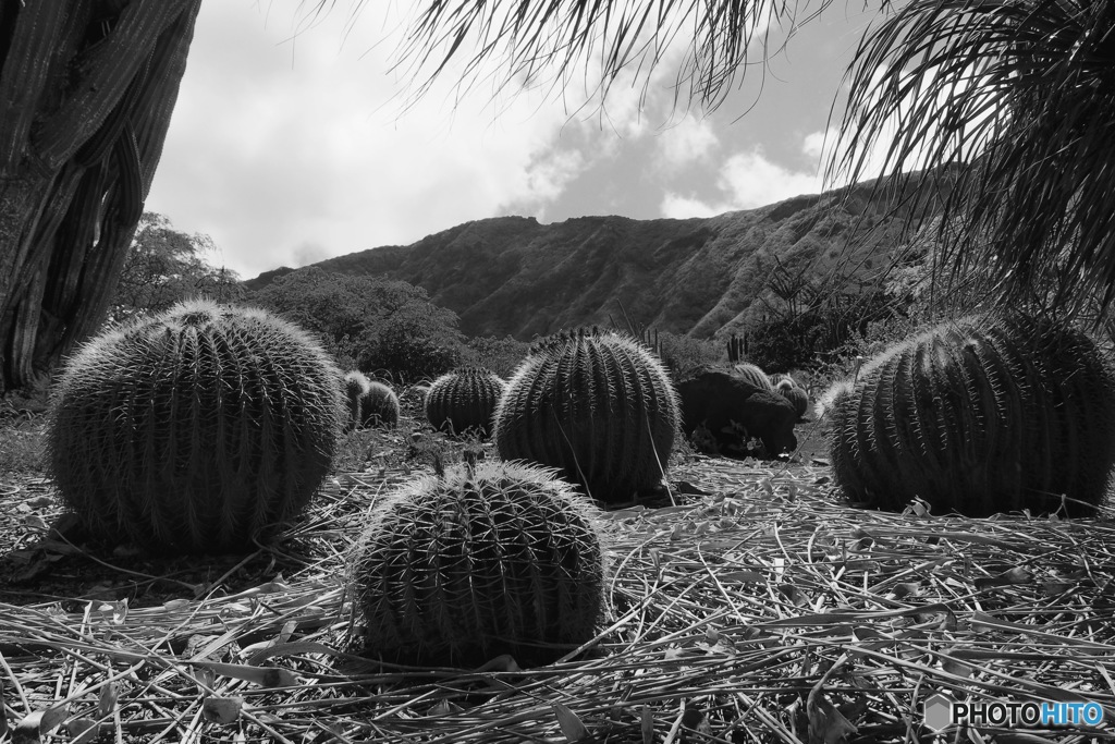 BW - Land of Cactus