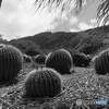 BW - Land of Cactus