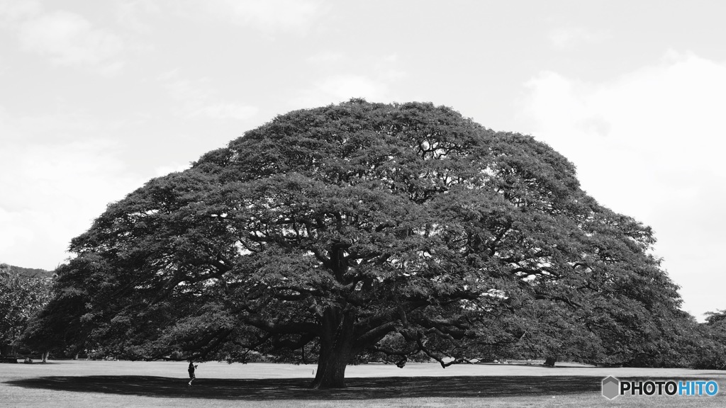 BW - Monkeypod