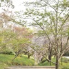 color of spring