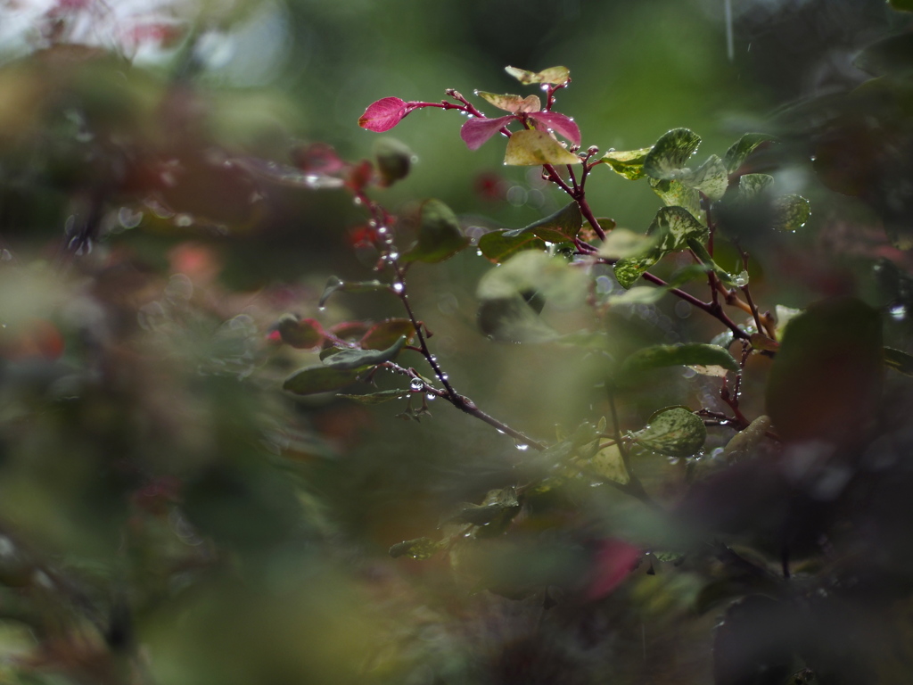 Beauty in the raining