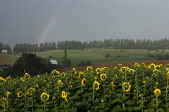 Rainbow watchers