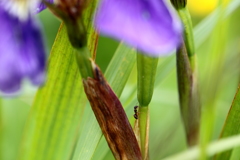 アリの茎のぼり？