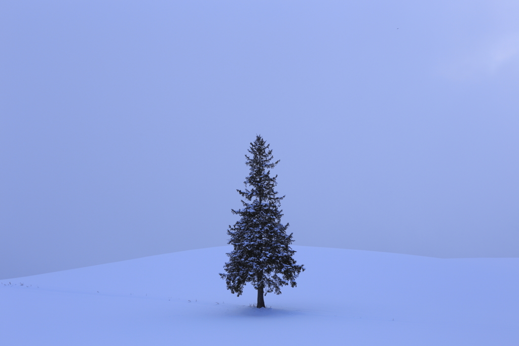 クリスマスツリーの木　20150103