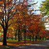 紅葉時　旭川・常盤公園20141012-01