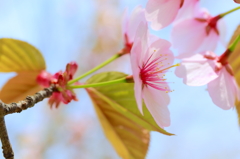 桜満開、花より団子。