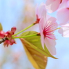 桜満開、花より団子。