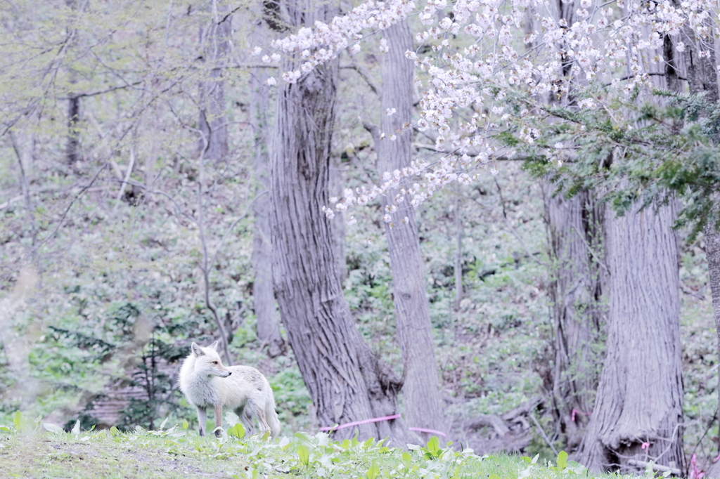 羨望の眼差しか、それとも。