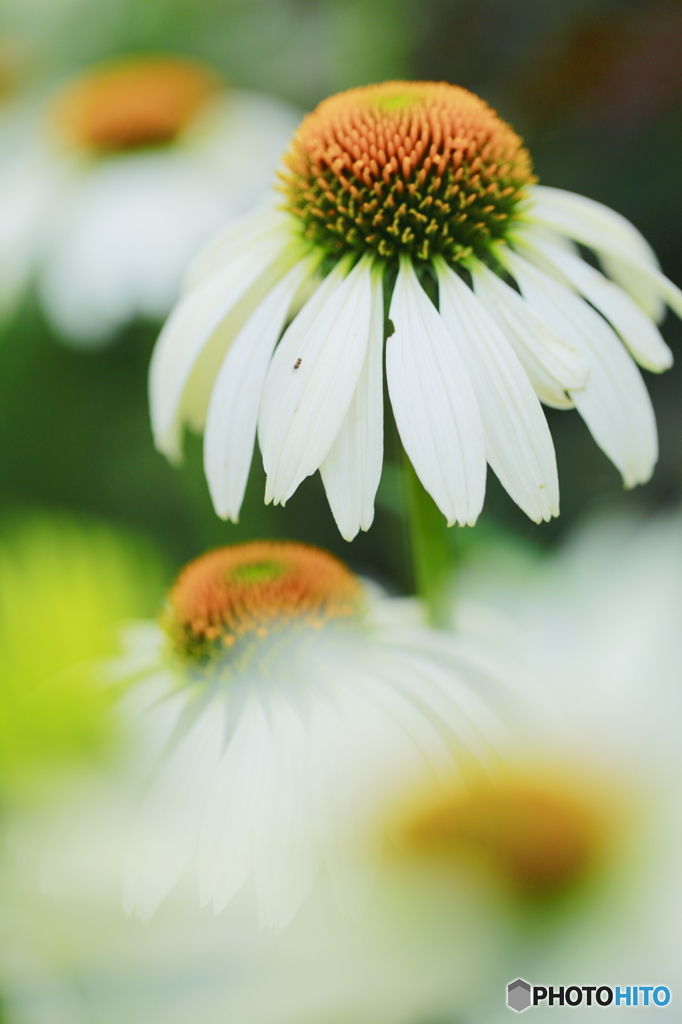 夏の花たち