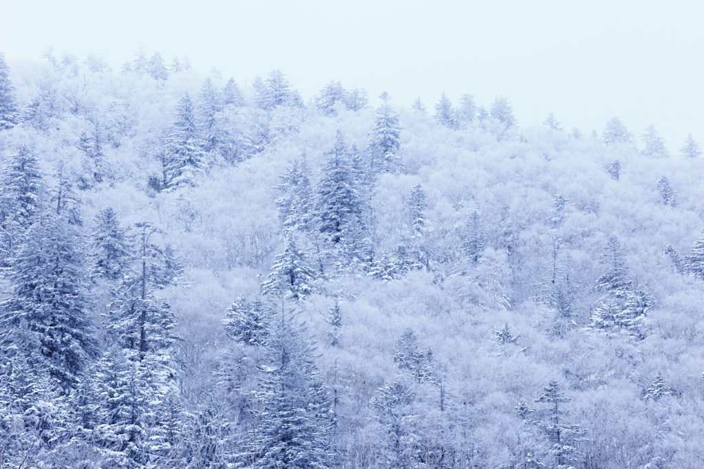 A forest covered with snow