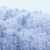 A forest covered with snow
