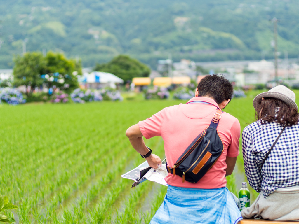 紫陽花と田んぼと若い夫婦