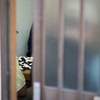 隙間から見つける白熱