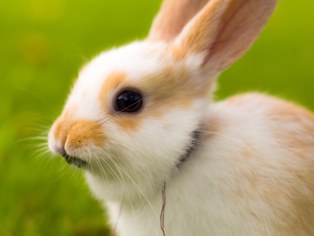 usagi
