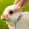 usagi