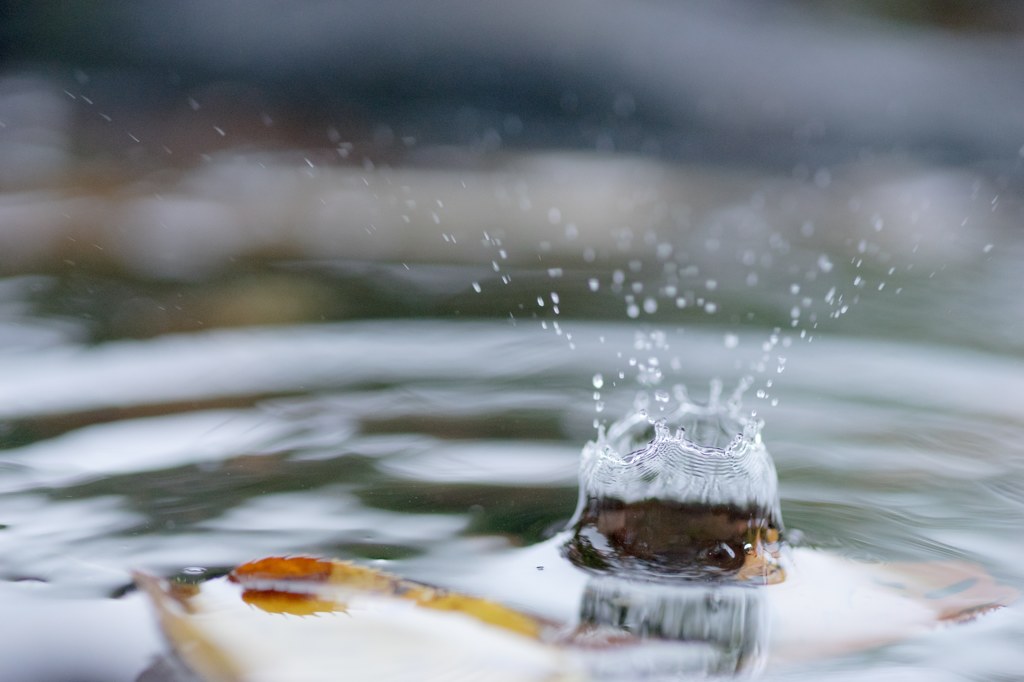 落ち葉 水滴 雨上がり